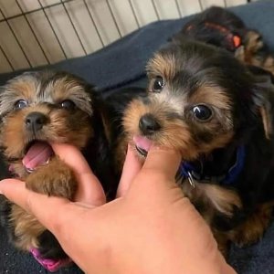 Cute Yorkshire available for adoption