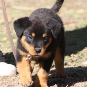 Rottweiler Puppies looking a new home